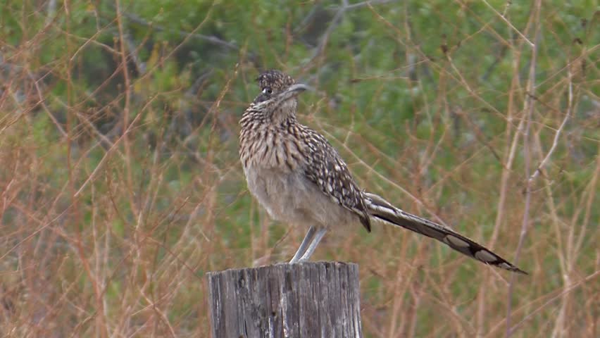 Greater Roadrunner on territory calling
