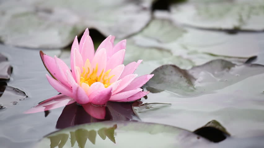 Pink lotuses on a pond