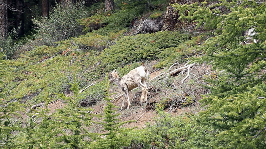 Female Bighorn ewe sheep and young lambs walk high on a rocky mountain cliff. Calmly walking across forest clearing. Shaggy hair from early summer shedding. 