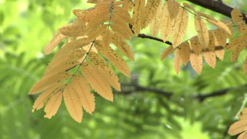 yellow autumn leaves on the branch wobbling in the wind