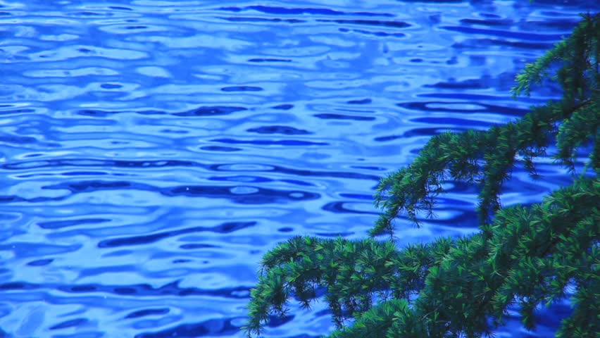 blue water and tree
