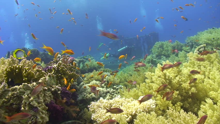Tropical Coral reef scenic, with soft and hard corals