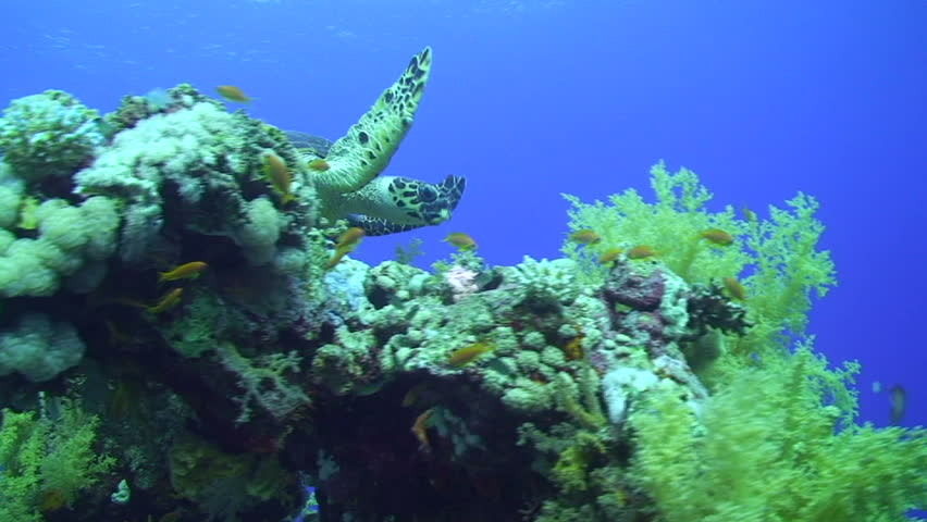 Hawksbill turtle (Eretmochelys imbricata), endangered species, low angle view of an adult male swiiming over the coral reef. Red sea, Egypt.