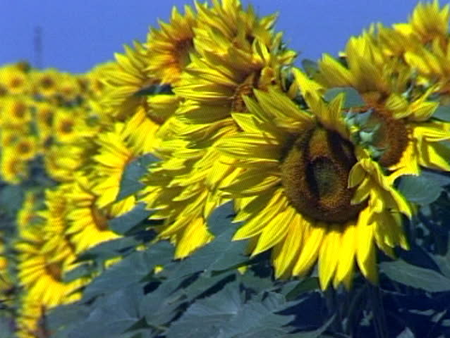 Beautiful, bright yellow sunflower plants blowing in the wind.