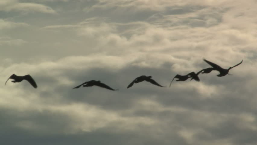 Geese Flying Silhouette
