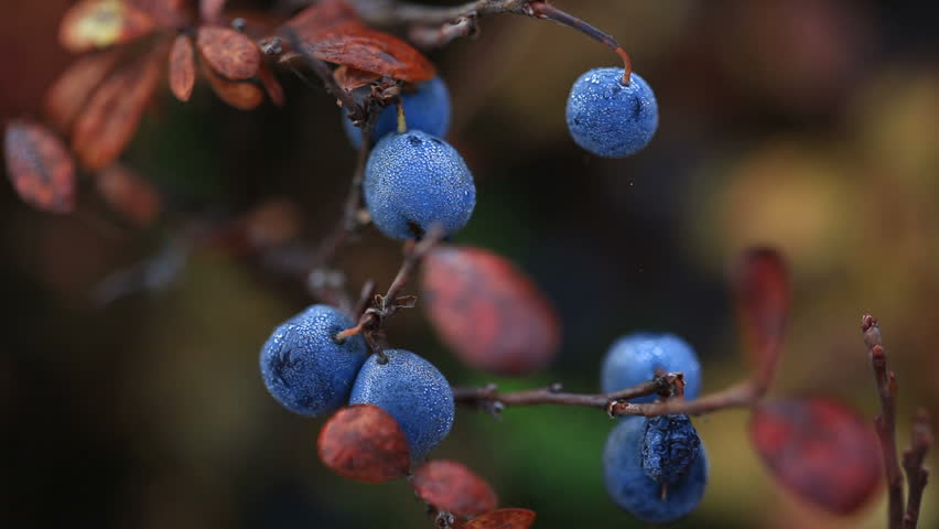Autumn, tundra, berries