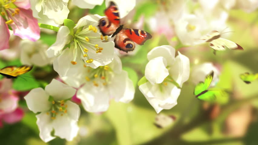 Butterfly Stock Footage Video | Shutterstock