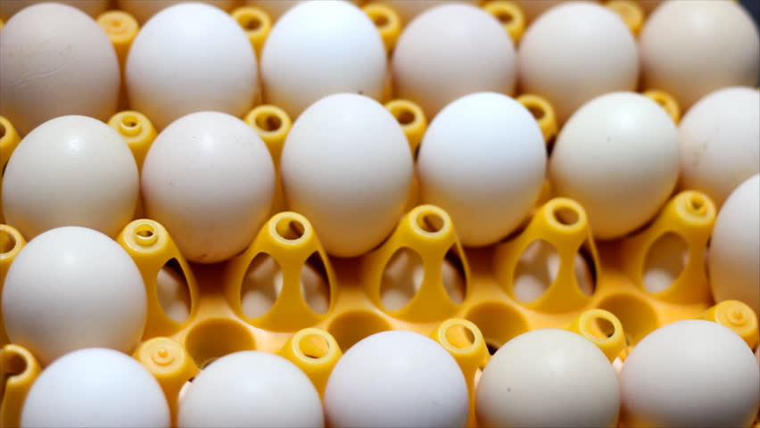 Chicken eggs in a box