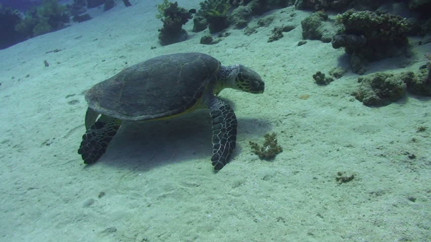 Hawksbill turtle (eretmochelys imbricata), on the sandy ocean floor chewing on soft coral Red Sea, Egypt.