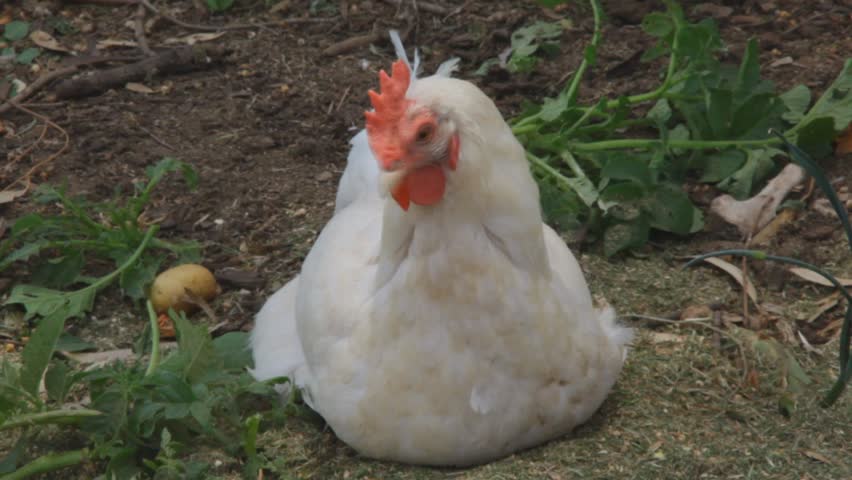 white chicken