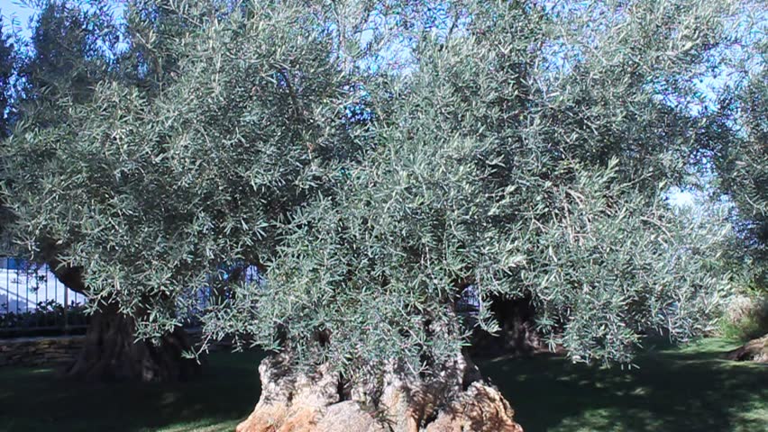 Ancient olive tree 
