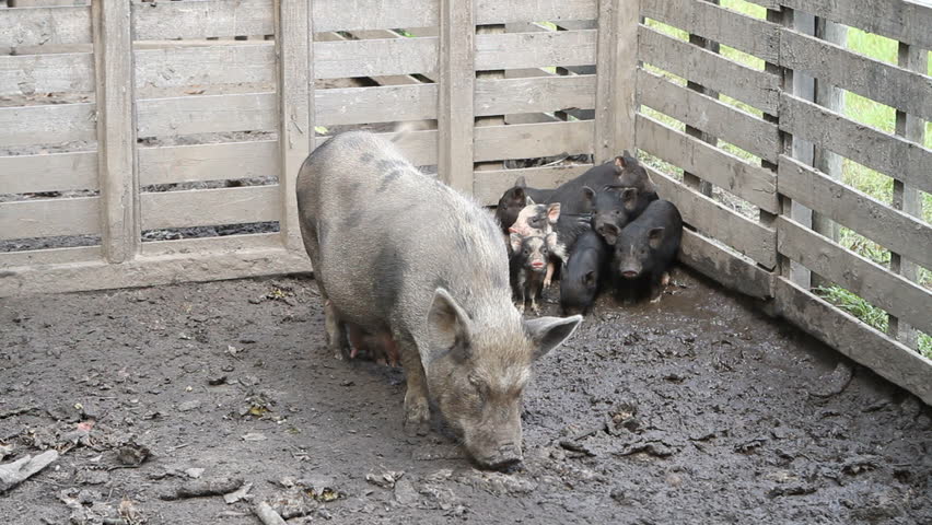 Sow and her offspring in a farm pigpen.