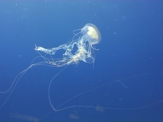 medusa underwater diving video