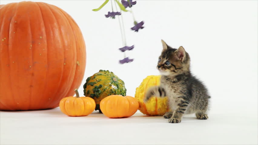 A bunch of tiny purple flowers peak the interest of a tiny kitten sitting on a white backdrop next to a pumpkin and some colorful gourds.