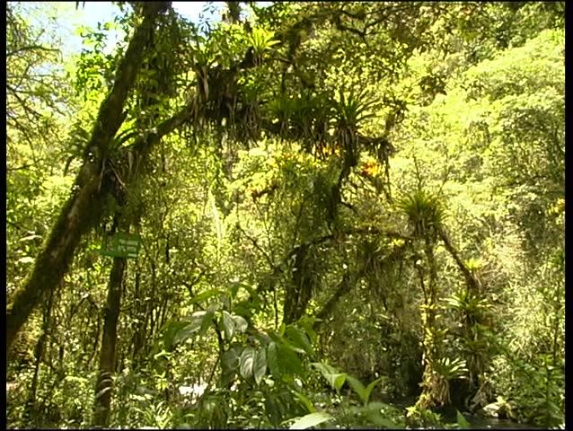 Cloudforest and forest stream in the Ecuadorian Andes