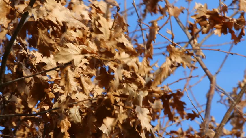 Autumn leaves, oak tree, a windy day 