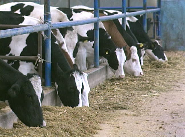 Rows of Holstein dairy cows eating silage through stanchions.
