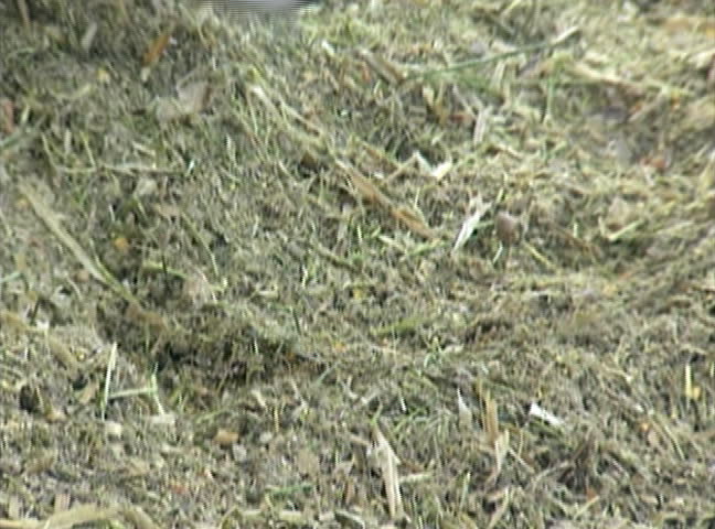 Holstein dairy cow eating silage.