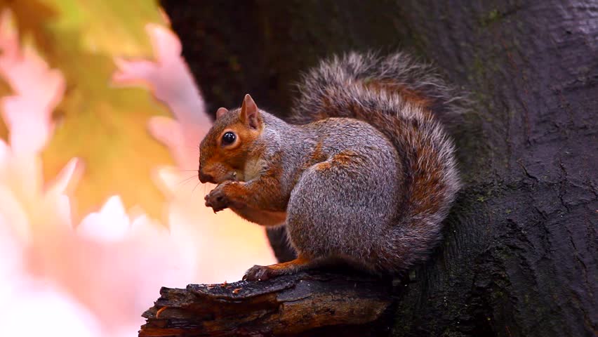 Squirrel in Autumn