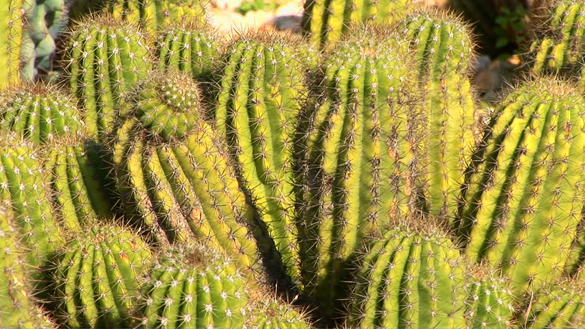 Cactus, Tricocereus Hybrids