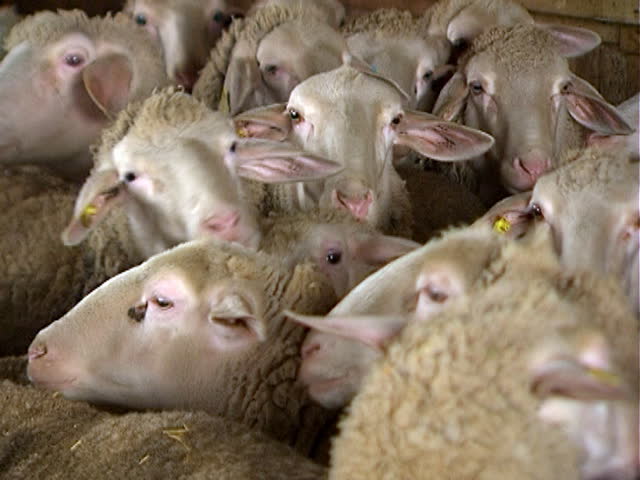 Flock of sheep crowded together fill frame.