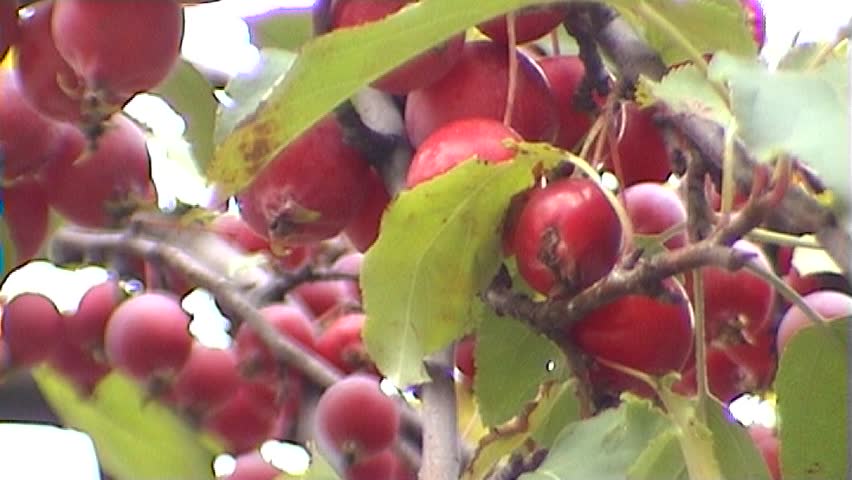 Malus pumila P. Mill (paradise apple), close-up, tripod, 16x9