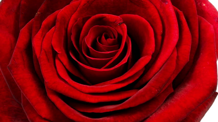 Close-up time-lapse of a rose filmed opening over 4 days