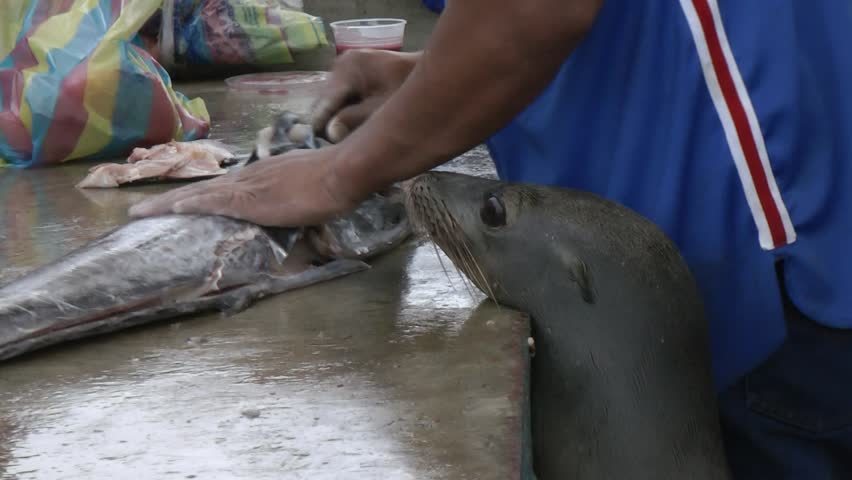 fish market with Sea Lions and Pelicans
