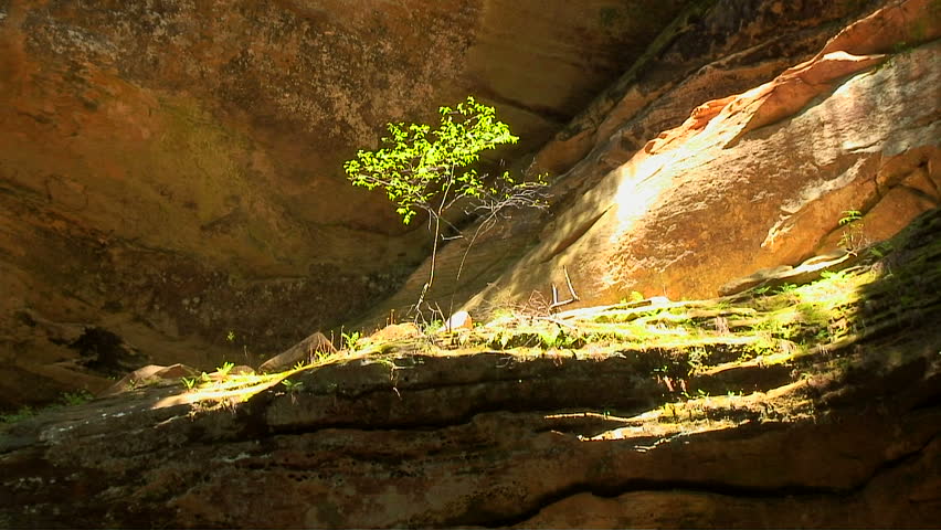 Rocks and tree
