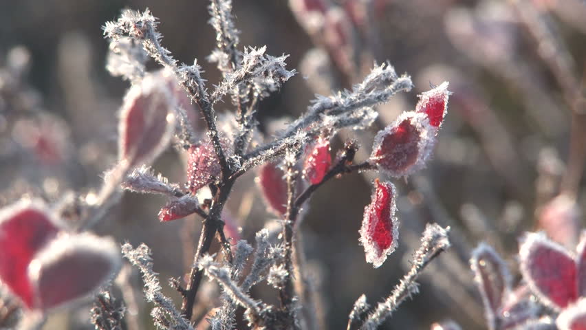 autumn, tundra, berries