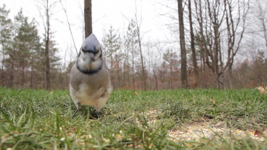 Blue jay feeds. A blue jay feeds on bird seed. Shallow depth of field. Ontario, Canada. 