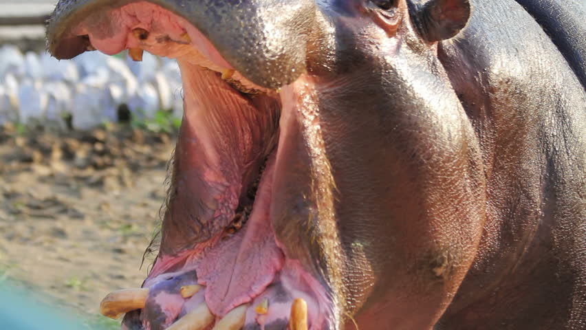 Hippopotamus with open mouth, Common hippopotamus  