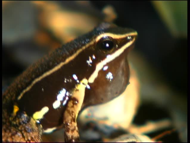Spotted-thighed Poison-frog Allobates femoralis, male calling
