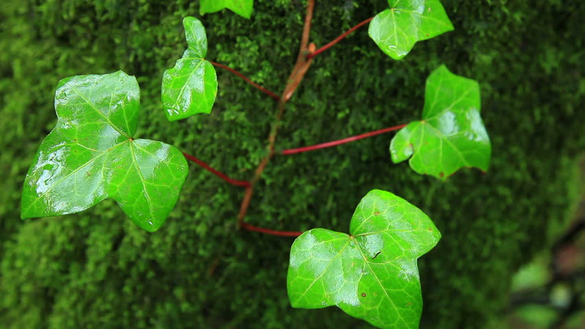 Wet green ivy tremble in the wind 