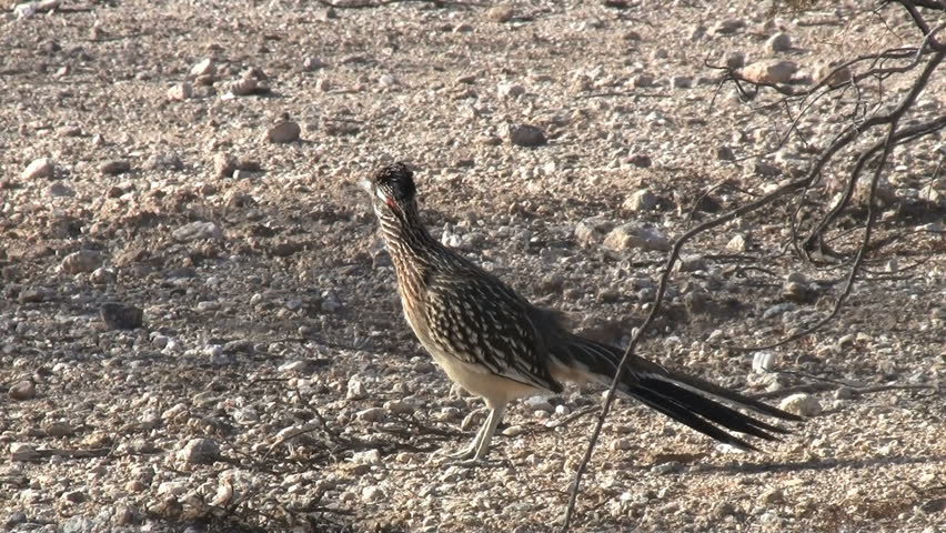 Greater Roadrunner