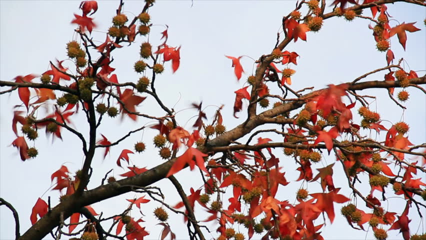 Sweet Gum Tree with fall foliage and dangling fruit blowing in breeze. Shot in 1920 x 1080p. Looping.