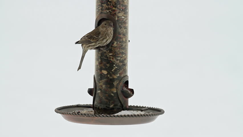 House Sparrow feeding and eating on a swinging bird feeder. White background. Song bird in the winter trying to keep warm.