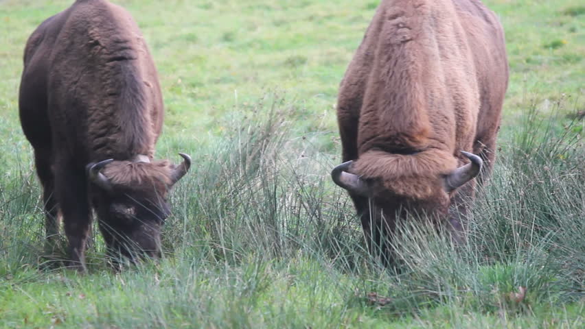 european bison, bison bonasus grazing