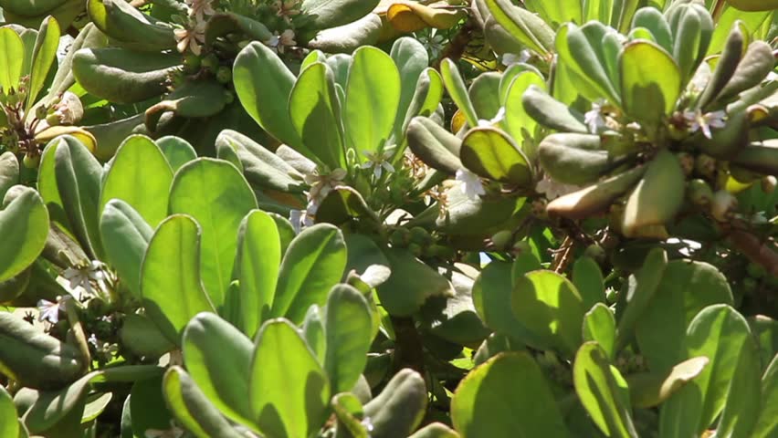 Plants blowing in the wind, a few bees visit to pollinate the flowers.