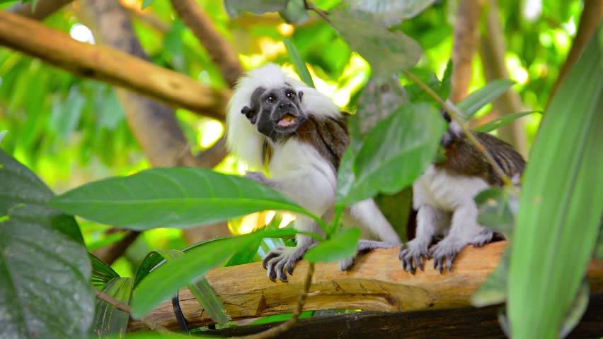 Cotton Topped Tamarin Diet Doctor