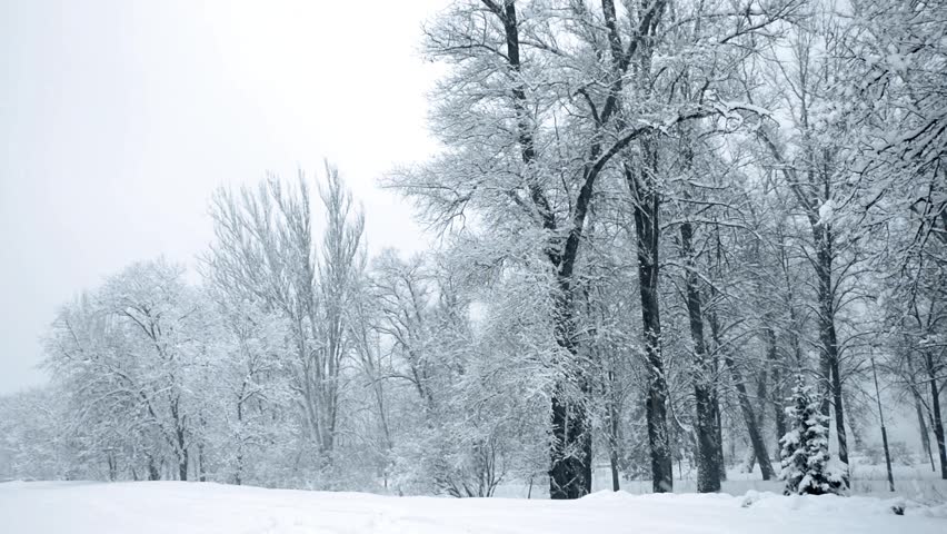 Alaska Snowfall Trees. Trees Covered In Snow After A Blizzard In Alaska