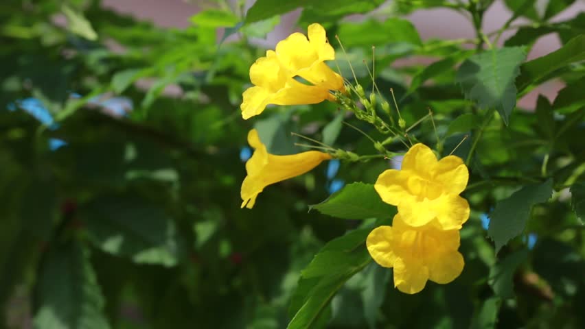 Yellow Elder Flower,Yellow Elder, Trumpetbush, Trumpetflower, Yellow ...