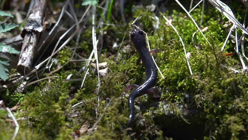 Header of salamander