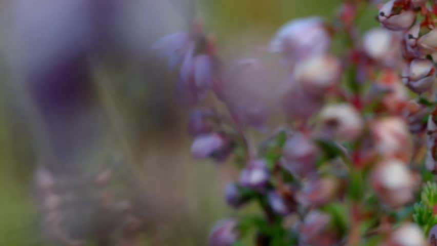 Header of heather