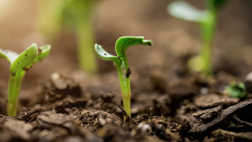 A Seed Growing Time Lapse Stock Footage Video (100% Royalty-free ...