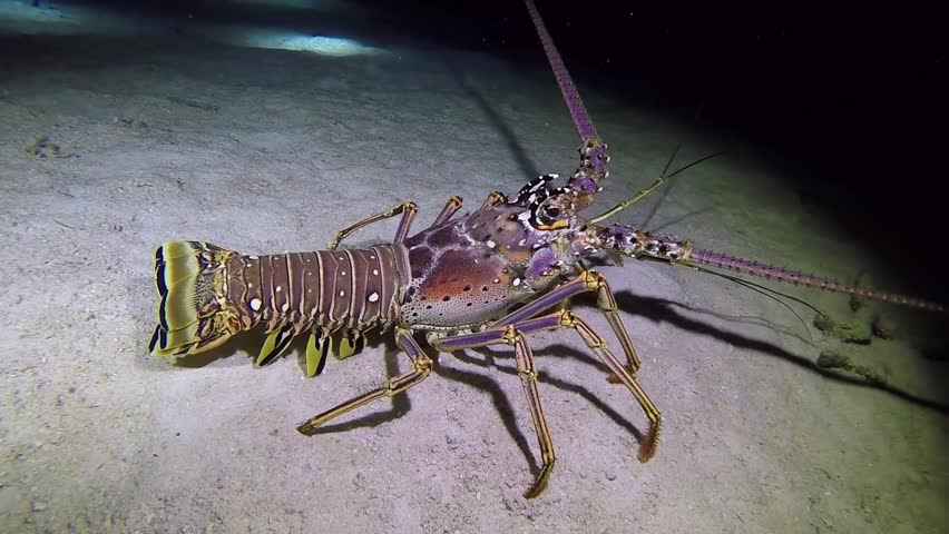 Spiny Lobster image - Free stock photo - Public Domain photo - CC0 Images