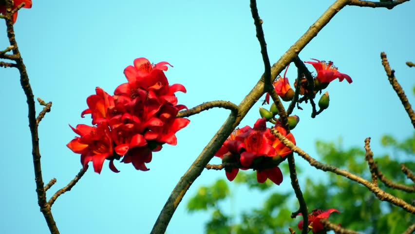 Header of Ceiba