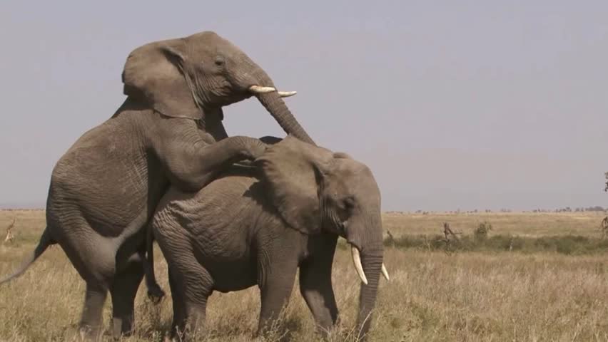 African Elephant Mating Stock Footage Video 100 Royalty Free