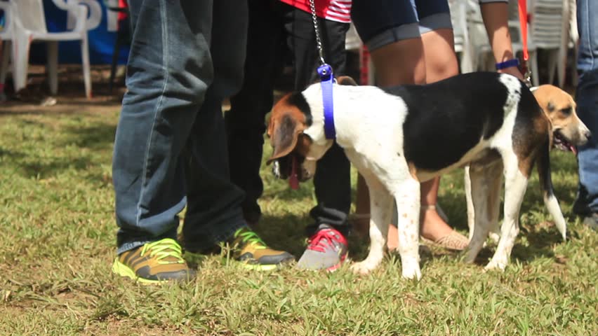 Header of American foxhound