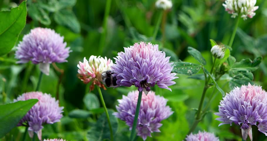 The Short Haired Bumblebee Collects The Stock Footage Video 100